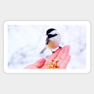 Hand Feeding a Chickadee Sticker